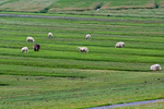 4009 Lighthouse Westerhever